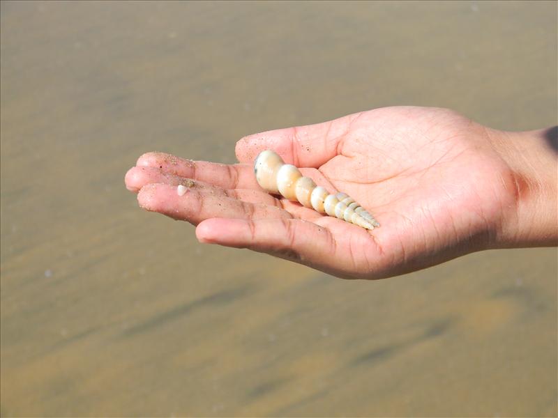 Savoury Sea Shell